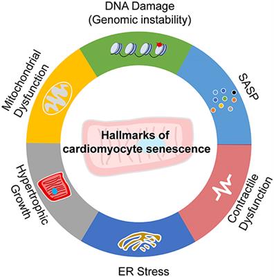 Cardiomyocyte Senescence and Cellular Communications Within Myocardial Microenvironments